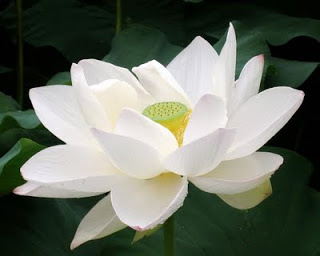 Lotus+Flower+05